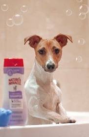 10% Off for New Clients @Bubble Up Dog Wash