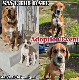 Doggie Adoption Event - March 15 3-7 pm - BUBBLE UP DOG WASH